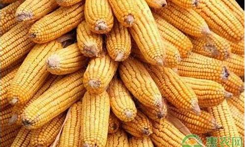 今日期货玉米价格最新行情(国际期货玉米价格最新行情)_https://www.eamstsz.com_创业板_第1张