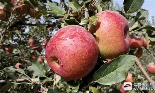 新疆苹果期货价格实时行情(苹果2310期货实时行情)_https://www.eamstsz.com_创业板_第1张