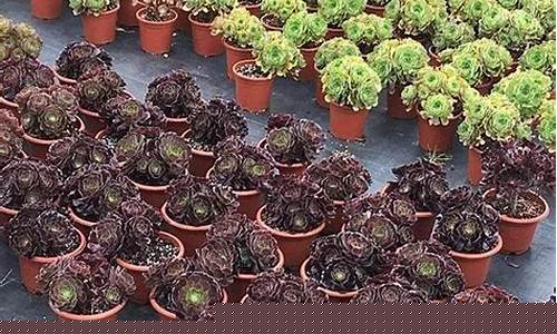 多肉期货行情(多肉期货行情分析)_https://www.eamstsz.com_科创板_第1张