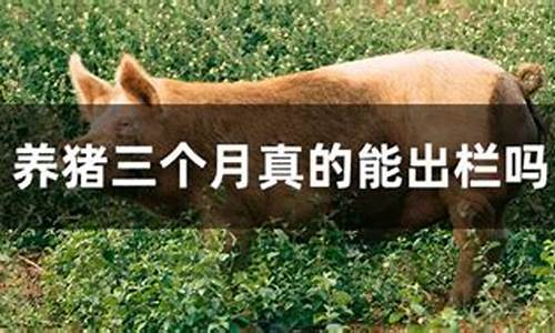 养猪3个月出栏配方大全(养猪几个月能到三百斤)_https://www.eamstsz.com_创业板_第1张