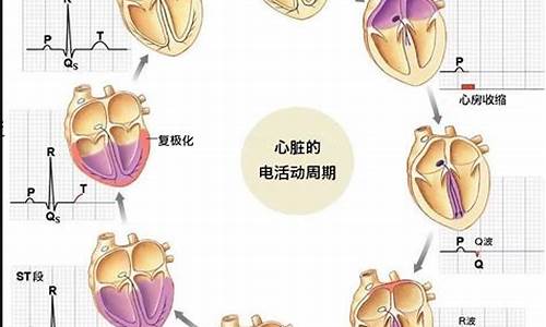一个心动周期是指(一个心动周期是指心脏每收缩和舒张一次)_https://www.eamstsz.com_创业板_第1张